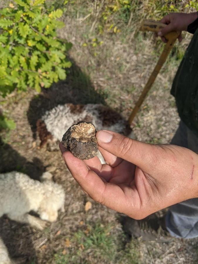 Il Ciliegio Del Pellegrino Lejlighed Gubbio Eksteriør billede