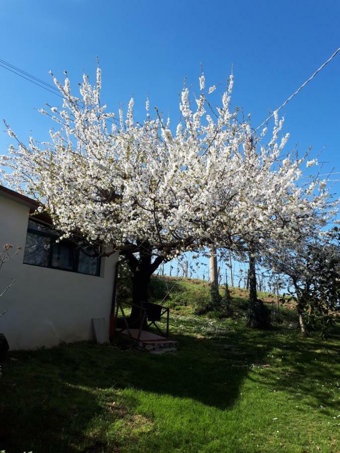 Il Ciliegio Del Pellegrino Lejlighed Gubbio Eksteriør billede
